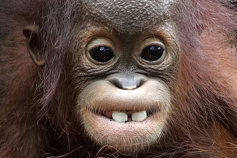 All I want for Christmas is..., Primate, Orangutan, Khansa, Two front teeth, Singapore Zoo, Critically endangered, HD wallpaper