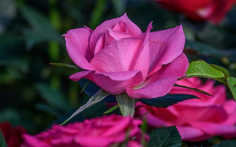Roses, rose, flower, summer, garden, pink, HD wallpaper | Peakpx