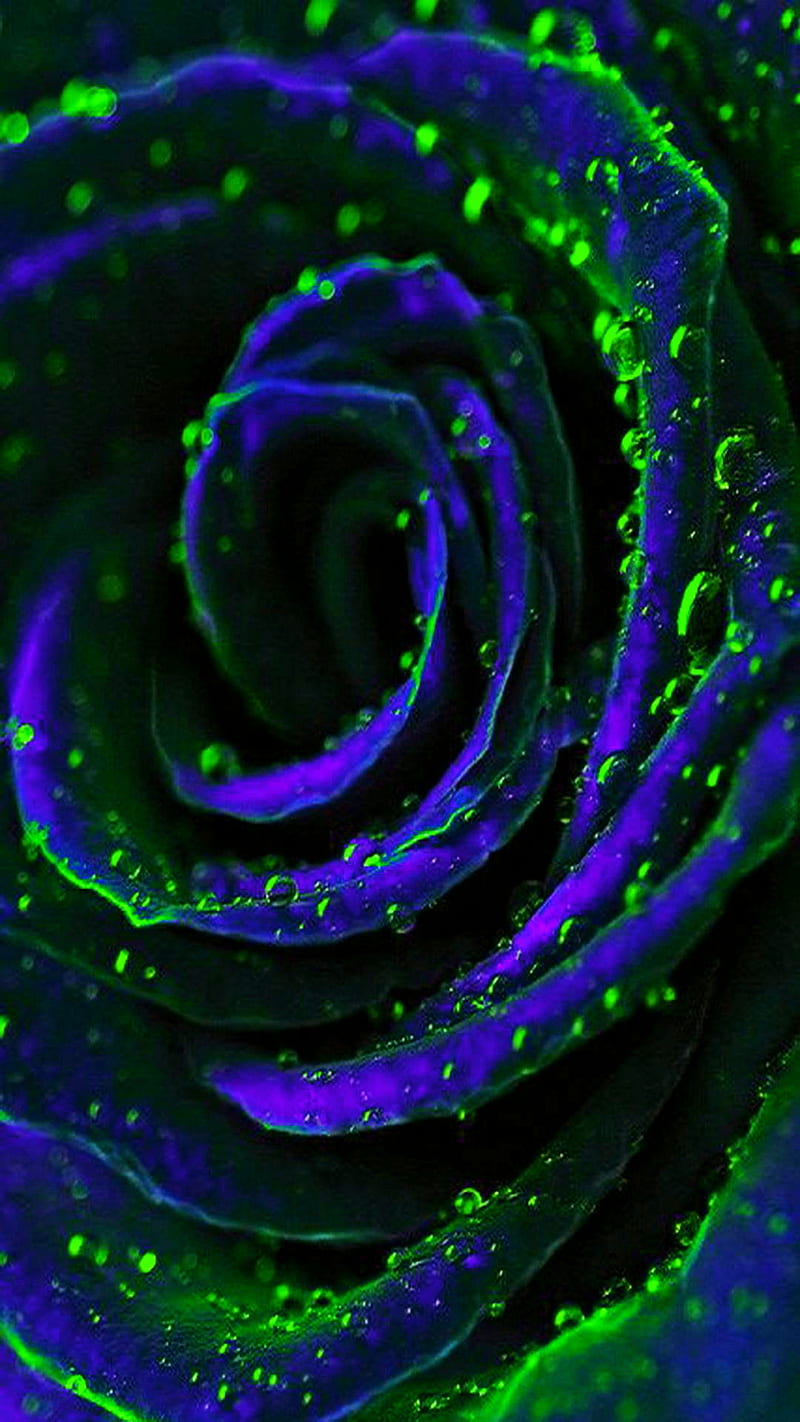 Blue rose, black, flowers, green, purple, rain, roses, signs, turquoise, zodiac, HD phone wallpaper