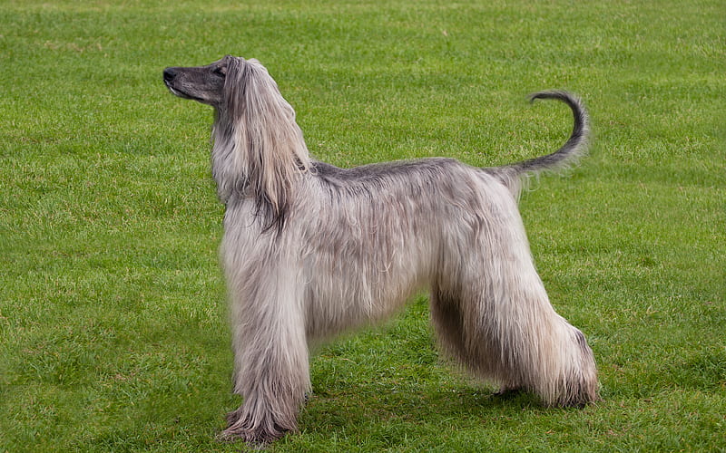 Afghan Hound large long-haired dog, pets, hunting breed of dogs, HD wallpaper
