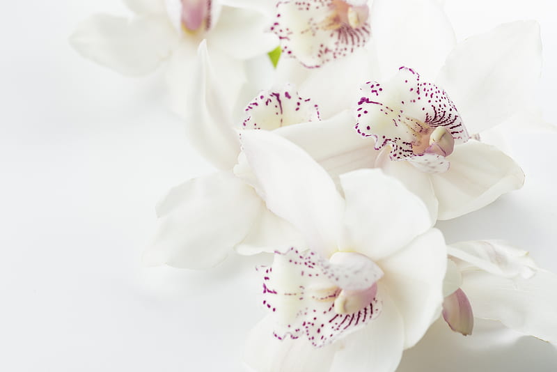 white-and-purple orchid flowers, HD wallpaper