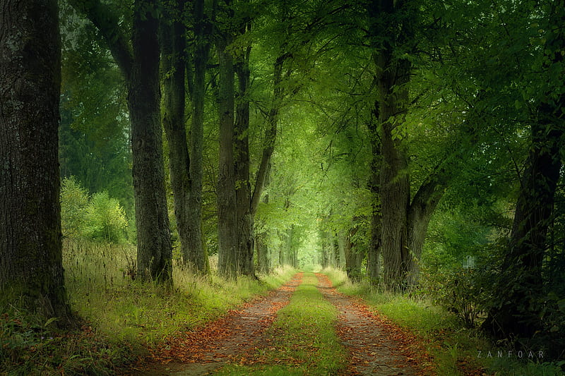 Man Made, Path, Czech Republic, Forest, Landscape, Nature, Road, Tree, HD  wallpaper | Peakpx