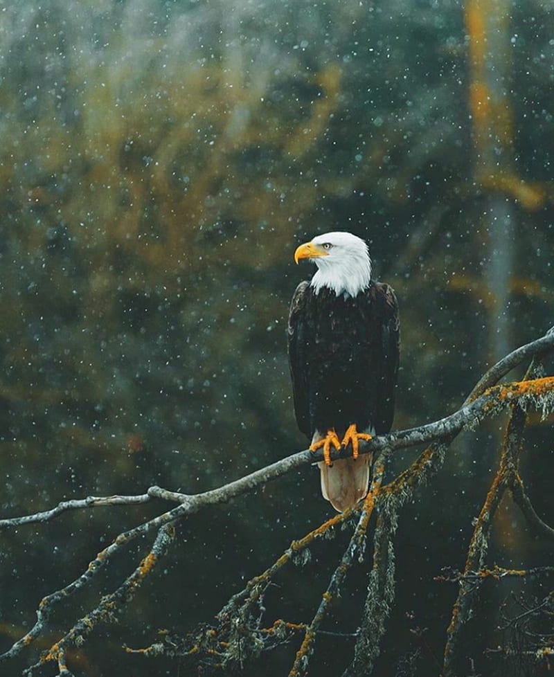 eagle, eagles, nature, HD phone wallpaper