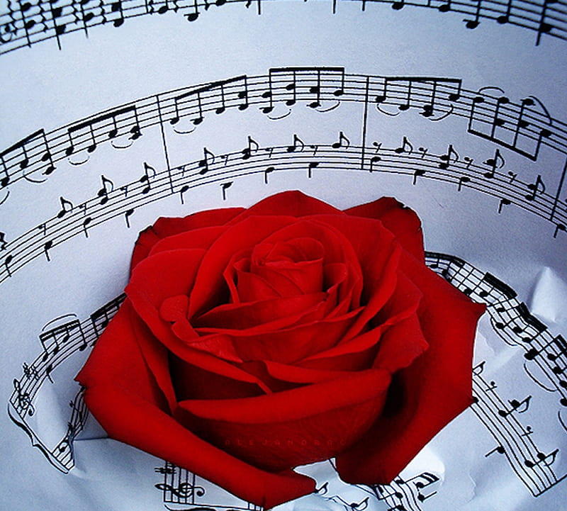 With Love, rose, notes, music, flowers, score, HD wallpaper