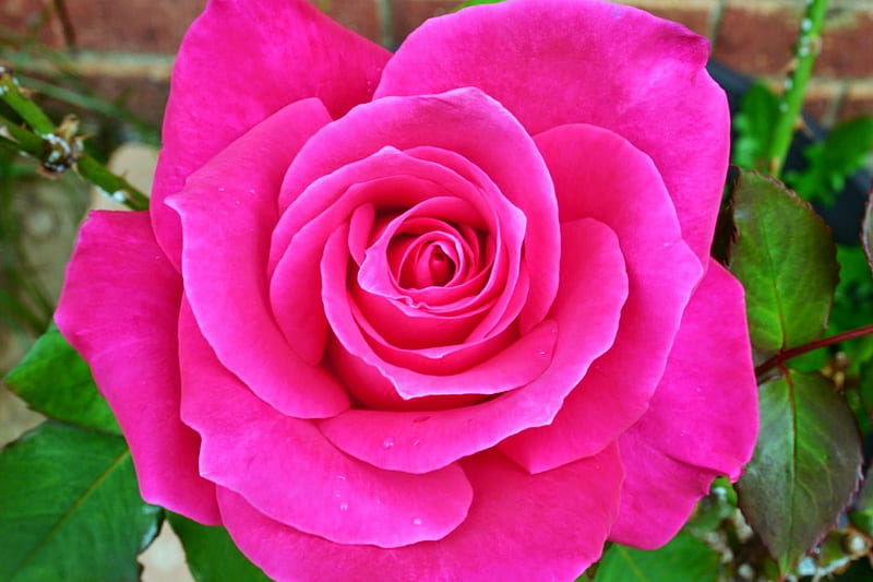 Hot Pink Rose, pink flower, rose, pink rose, hot pink, flowers, garden, nature, pink, HD wallpaper