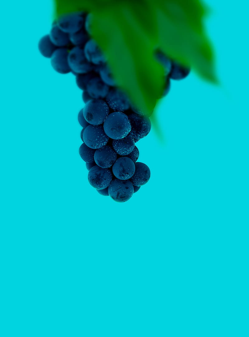 grapes, bunch, berries, macro, wet, HD phone wallpaper