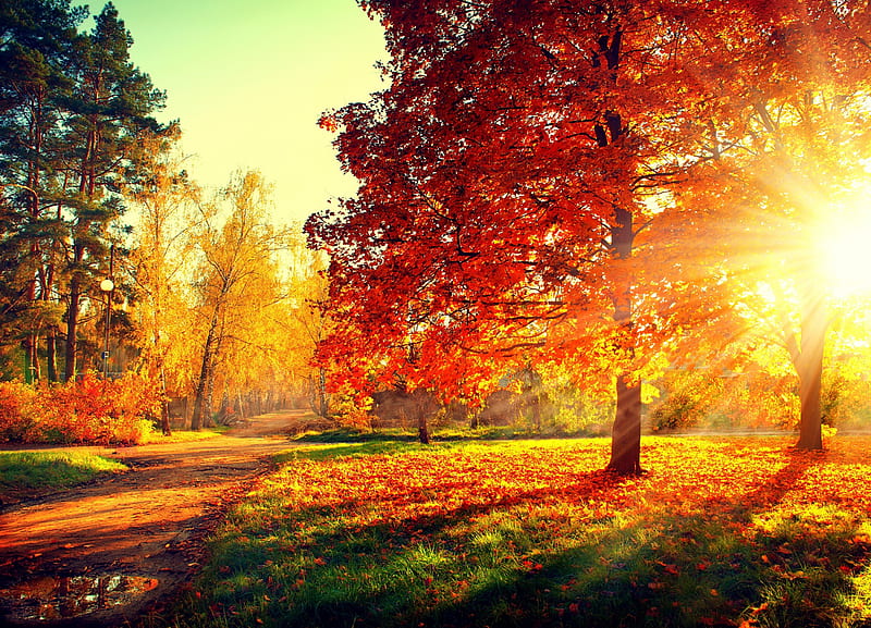 Autumn, forest, fall, sun, woods, trees, sunrays, autumn splendor, nature, road, HD wallpaper