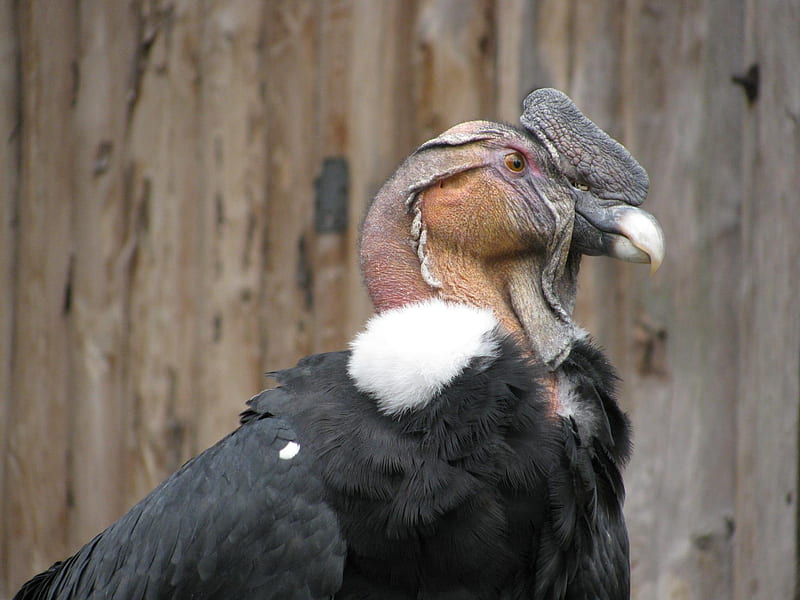 Proud Condor, white spot, head, lobes, black feathers, beak, HD wallpaper