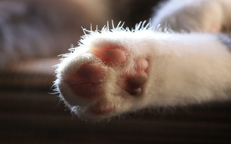 paw, cute, bonito, kitten, HD wallpaper | Peakpx