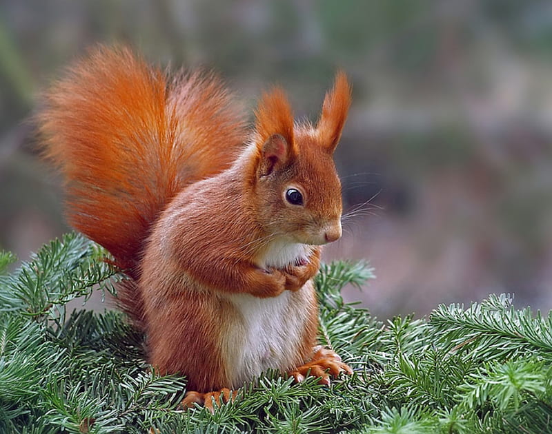 CUTE RED SQUIRREL, cute, red, squirrel, animal, HD wallpaper