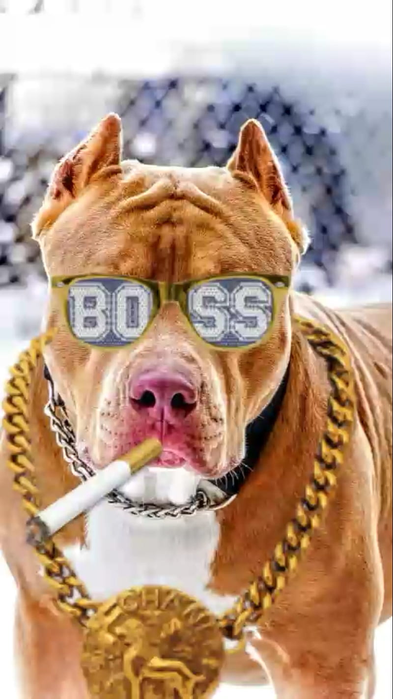 Savage pit bull, dogs, pitbull, HD phone wallpaper | Peakpx