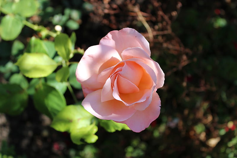 Light Pink Rose, sun, rose, perennial, Rosaceae, leaves, real flower, flower, nature, HD wallpaper