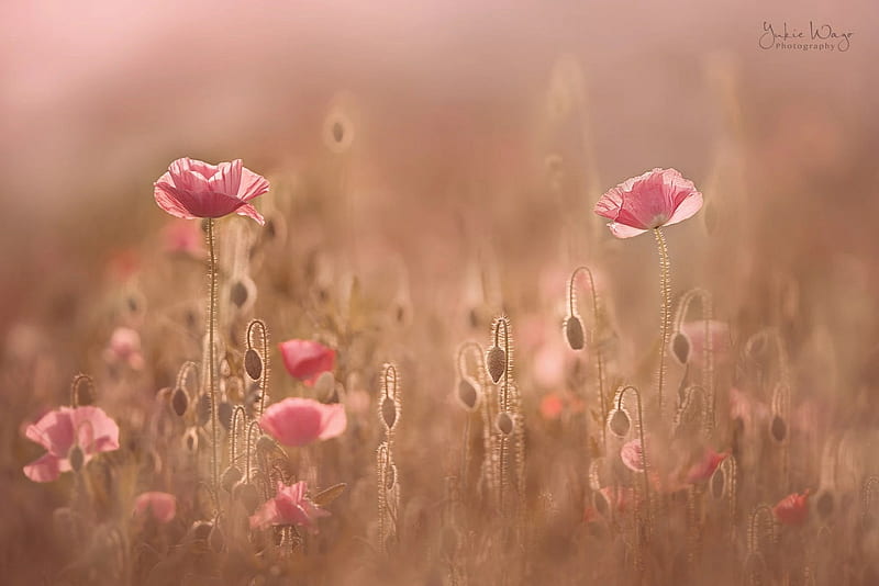 Lovely Poppies, Bokeh, Pink, Field, Flowers, Pastel, HD wallpaper