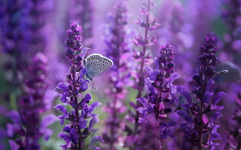 lupins, butterfly on flowers, purple flowers, wildflowers, HD wallpaper