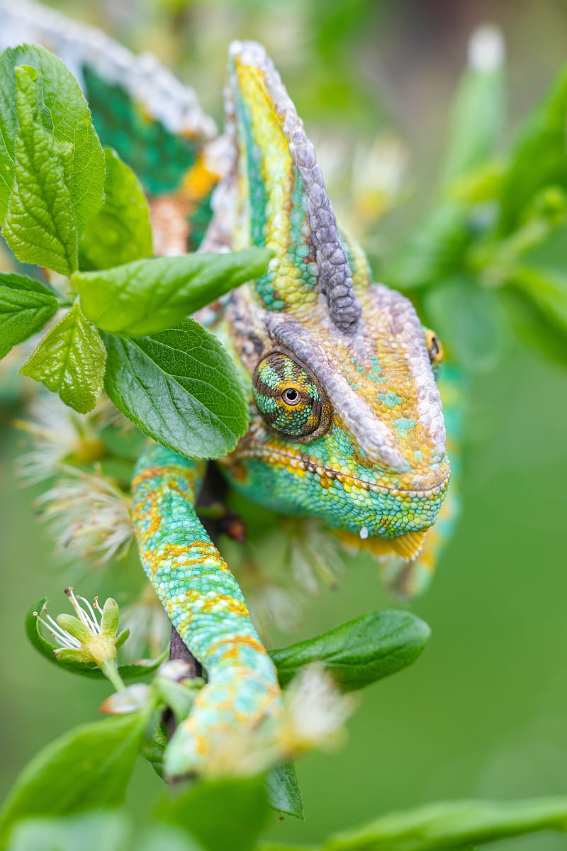 chameleon, lizard, reptile, leaves, green, HD phone wallpaper