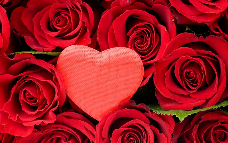 Red Roses, red, pretty, lovely, romantic, romance, rose, bonito, roses,  graphy, HD wallpaper | Peakpx