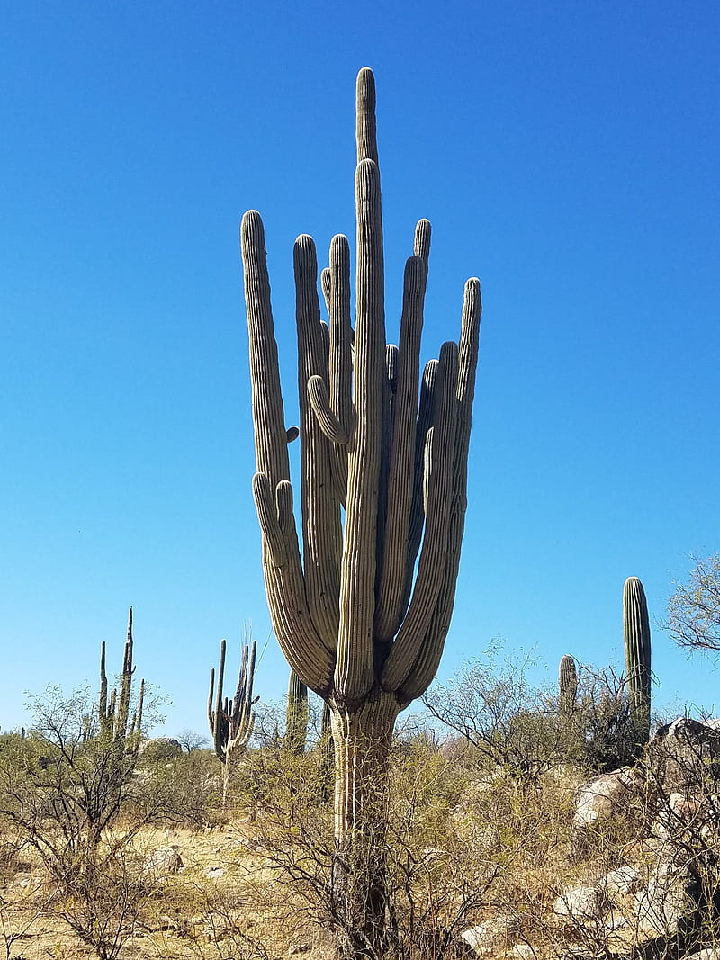 Granddaddy, landscape, saguaro, sonora, arizona, desert, cactus, HD phone wallpaper