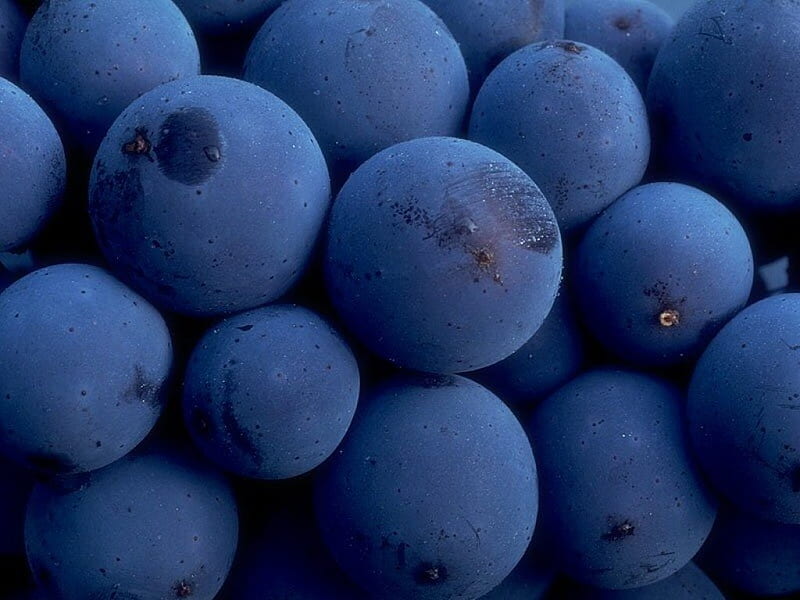 Blueberries, graph, pic, wall, fruit, graphy, close up, purple, blueberry, nature, colour, HD wallpaper