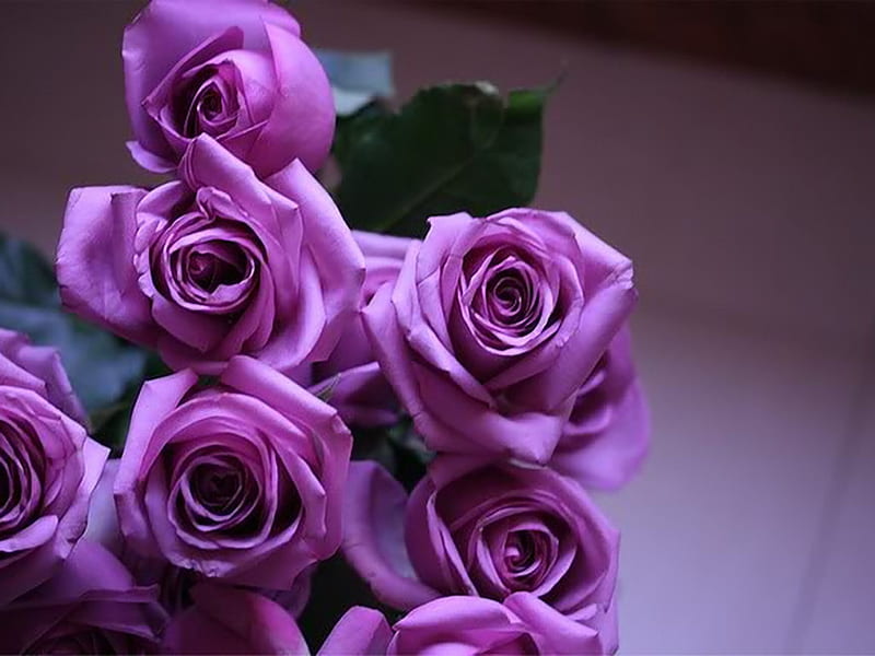 Beautiful Purple Roses, purple roses, graphy, purple, nature, roses, HD wallpaper