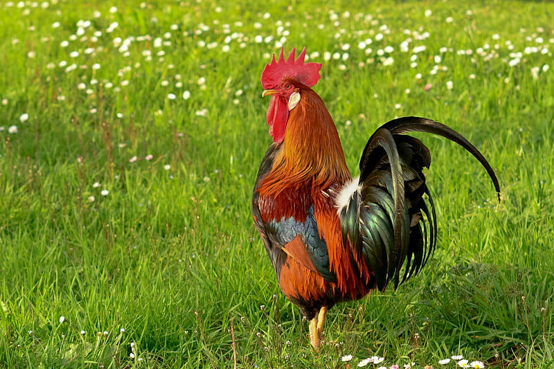Rooster, grass, pasare, zodiac, year, green, bird, feather, chinese, HD wallpaper
