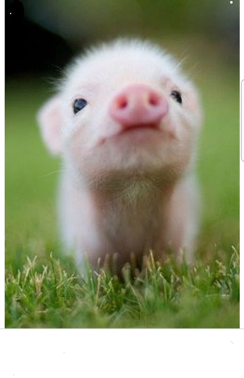 Piggy, kiss, pig, cute, HD phone wallpaper