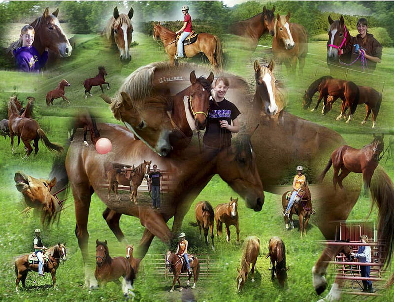 Horse Collage, nature, collages, chestnut horse, horses, HD wallpaper