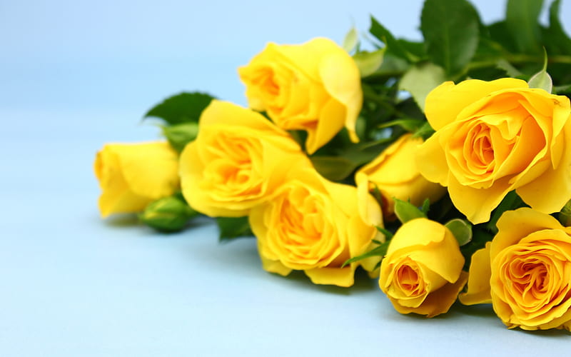 yellow roses, blue background, bouquet, yellow flowers, roses, HD wallpaper