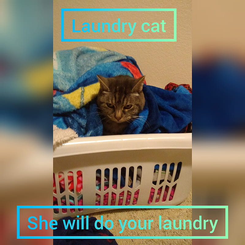 Laundry cat, meme, HD phone wallpaper