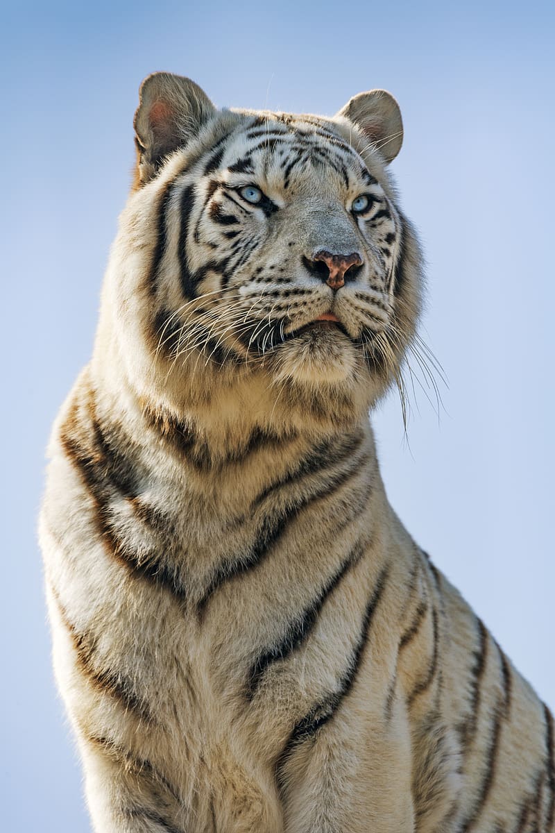 white tigress, white tiger, tiger, predator, big cat, HD phone wallpaper