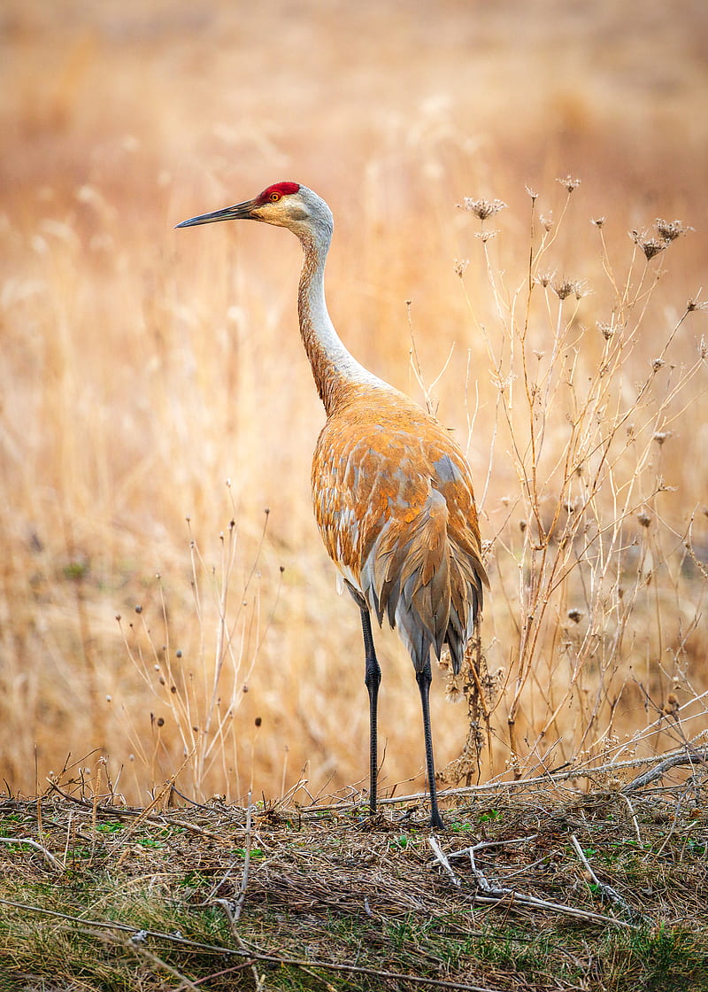 crane, bird, field, grass, wildlife, HD phone wallpaper