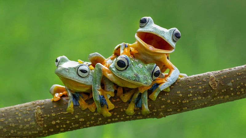 Three Green Yellow Frogs On Tree Branch In Blur Green Background Frog, HD wallpaper