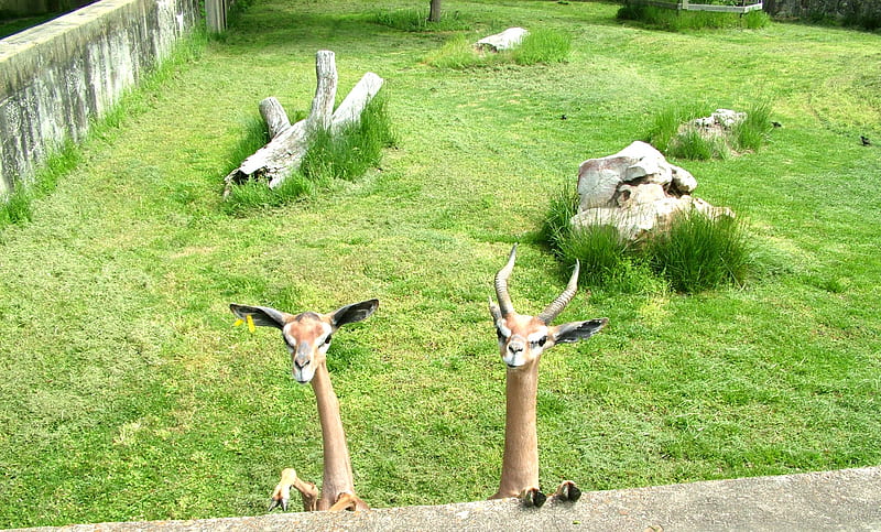 funny animals,Gerenuk, or giraffe gazelle, giraffe gazelle, gerenuk, funny, animals, HD wallpaper