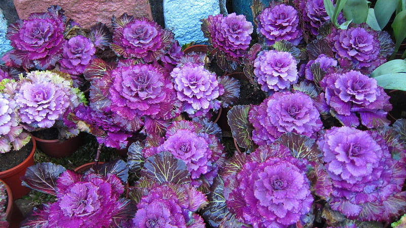 Brassica oleracea L., colored cabbage, purple, wrinkled leaves, Ornamental Cabbage, vibrant colors, HD wallpaper