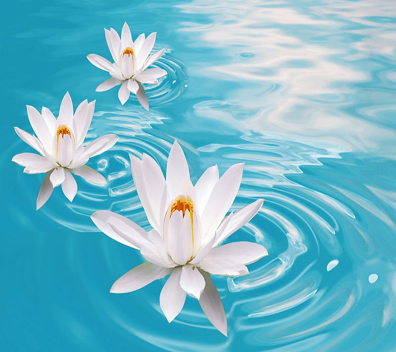 Lotus, HD wallpaper | Peakpx