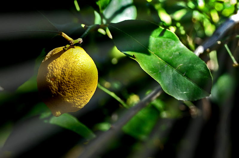 It's only a lemon, yellow, tree, lemon, light, HD wallpaper