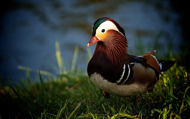 Mandarin duck-Birds animal, HD wallpaper | Peakpx