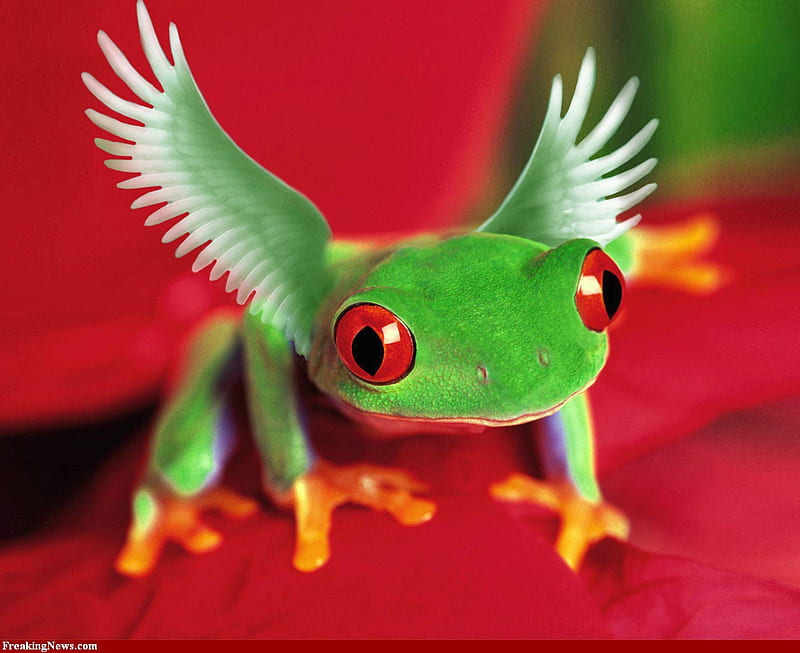 FLYING FROG, red, frog, tree, eyed, flying, HD wallpaper