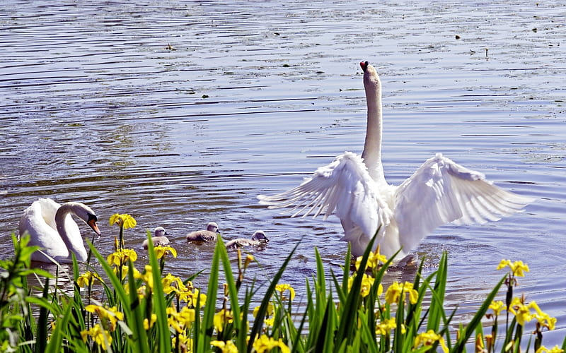 Playing in the water of the White Swan a, HD wallpaper