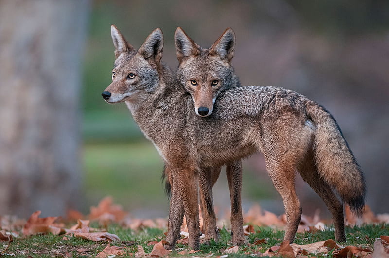 can a doberman beat a coyote