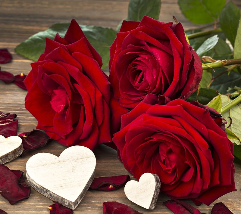 Flowers, Love, Flower, Rose, , Red Rose, Romantic, Red Flower, HD ...