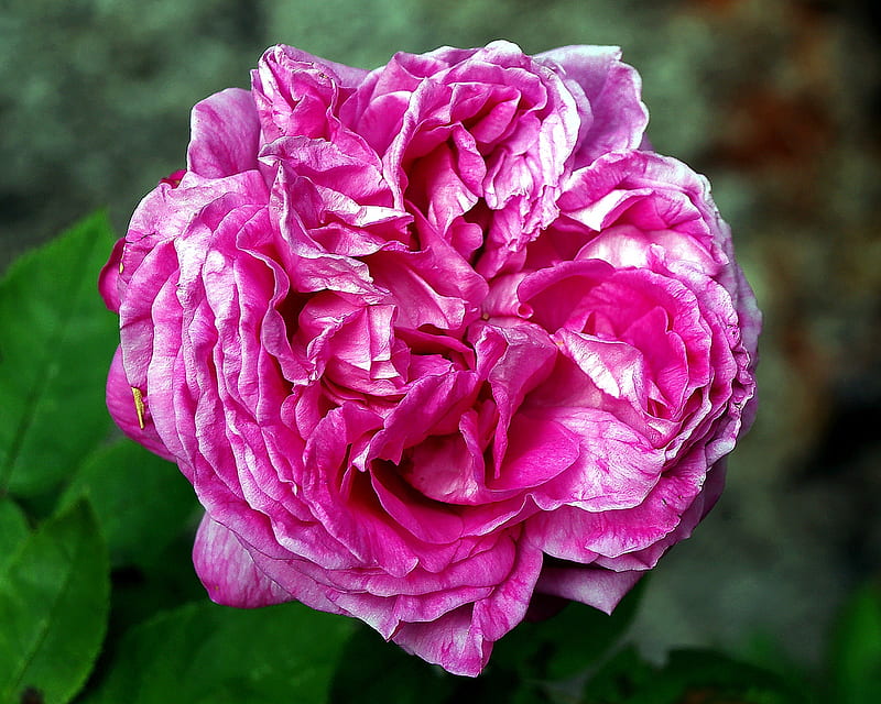 Fiori di Brosso, rose, 1, petalo, doppio, a, HD wallpaper