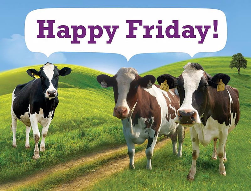 Happy Friday Cows, Happy, Cows, Animals, Friday, HD wallpaper