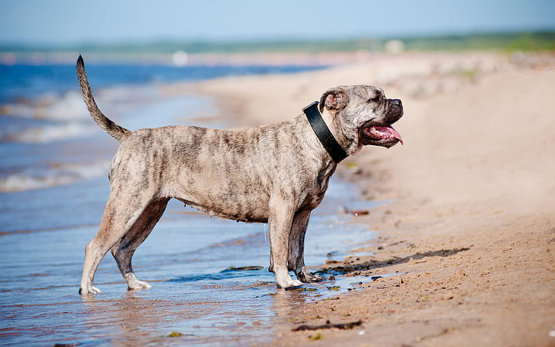 Ca de Bou, Perro de Presa Mallorquin big gray dog, pets, coast, river, dogs, HD wallpaper