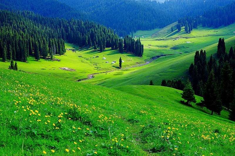Mountain greenery, pretty, grass, bonito, mountain, nice, green,  wildflowers, HD wallpaper | Peakpx