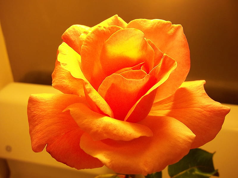 Rose, Orange, Petals, Flower, HD wallpaper | Peakpx