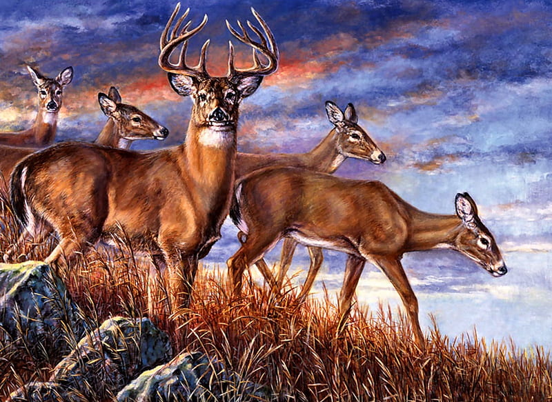 Evening Deer Herd F2C, art, painting, wide screen, wildlife, bonito, artwork, animal, deer, HD wallpaper
