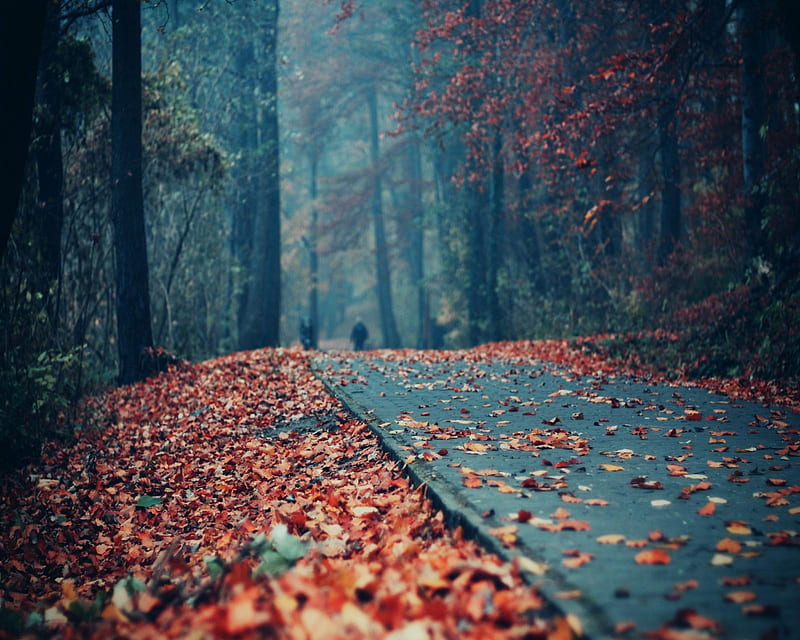 Silence Road, autumn, fallen, nature, HD wallpaper