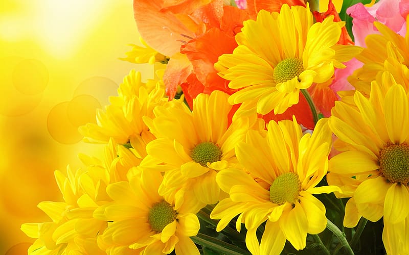 Flowers, Flower, , Colors, Colorful, Daisy, Yellow Flower, HD wallpaper