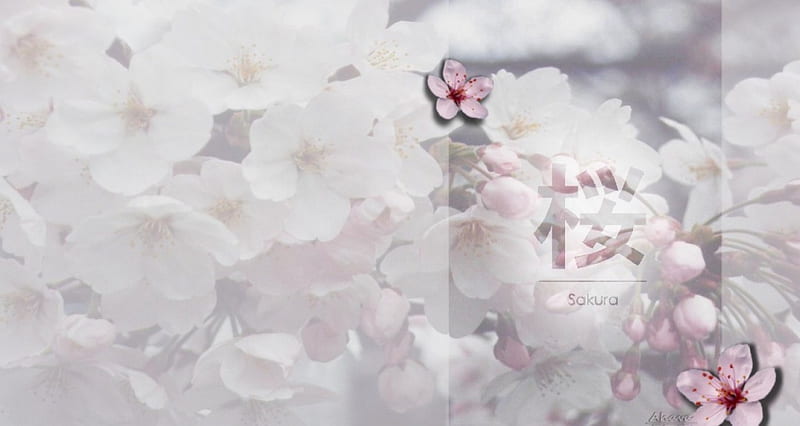 Sakura Blossoms, sakura, japan, blossom, japanese, pale, spring, cherry ...