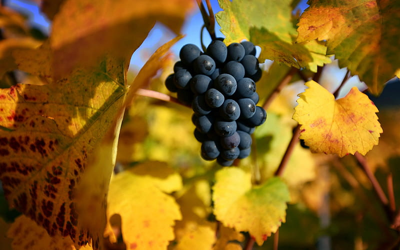 grapes, autumn, grape harvest, yellow grape leaves, fruits, HD wallpaper